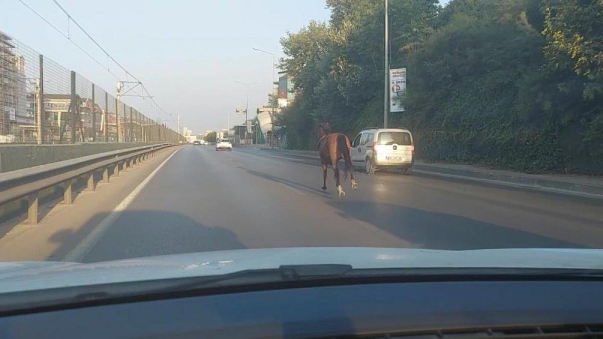 Bursa’da trafiğe çıkan at, sürücülere zor anlar yaşattı