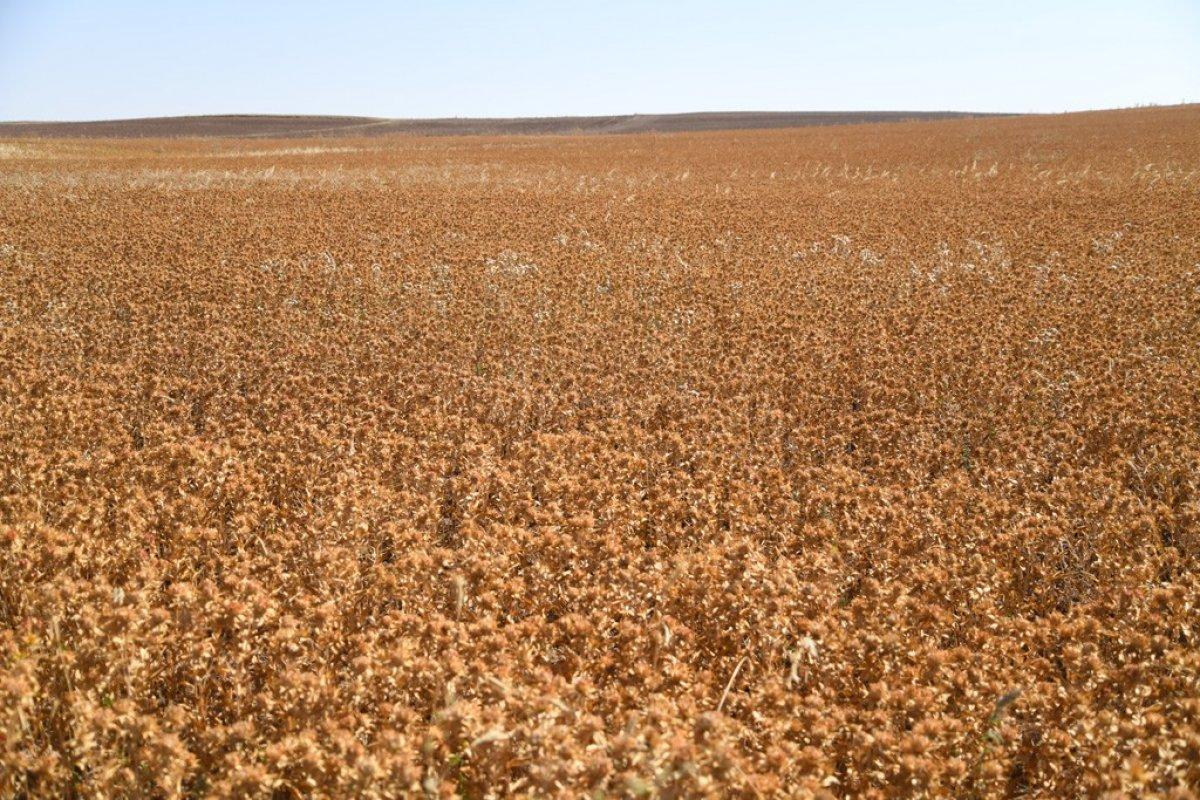 Kayseri Aspir hasadı başladı