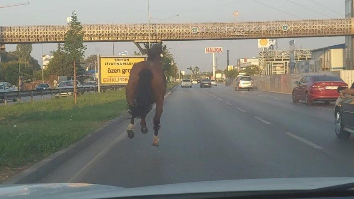 Bursa’da trafiğe çıkan at, sürücülere zor anlar yaşattı