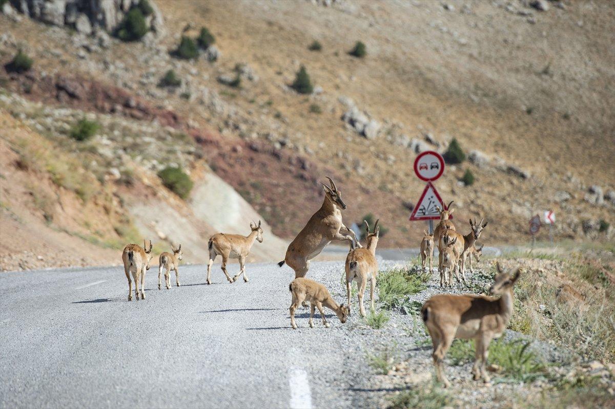 Tunceli'de dağlarda yiyecek bulamayan keçiler, tarlalara indi