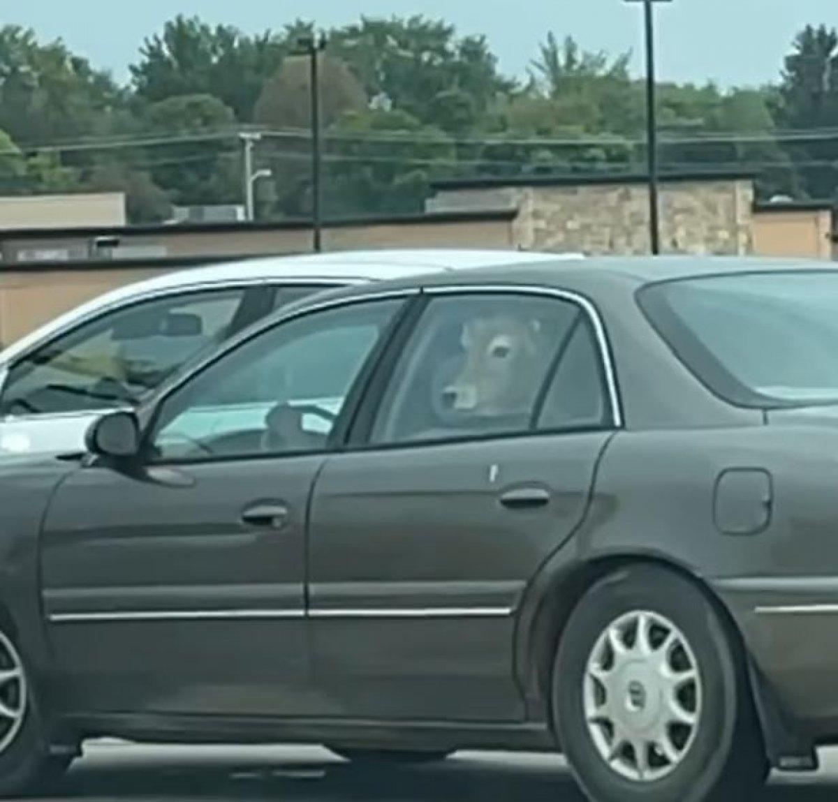 ABD'de ineğin arabada yolculuğu