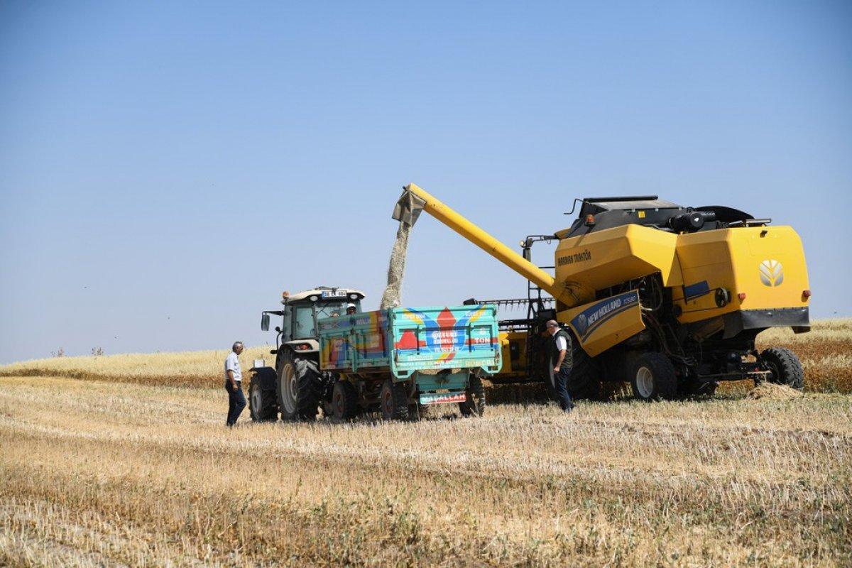 Kayseri Aspir hasadı başladı