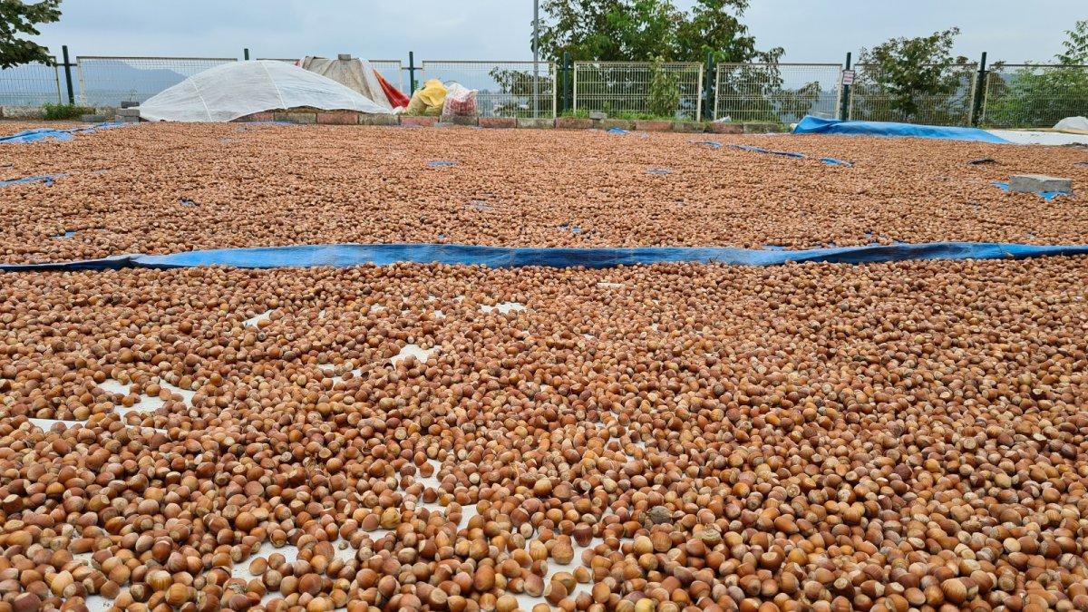 Fındık fiyatları artacak