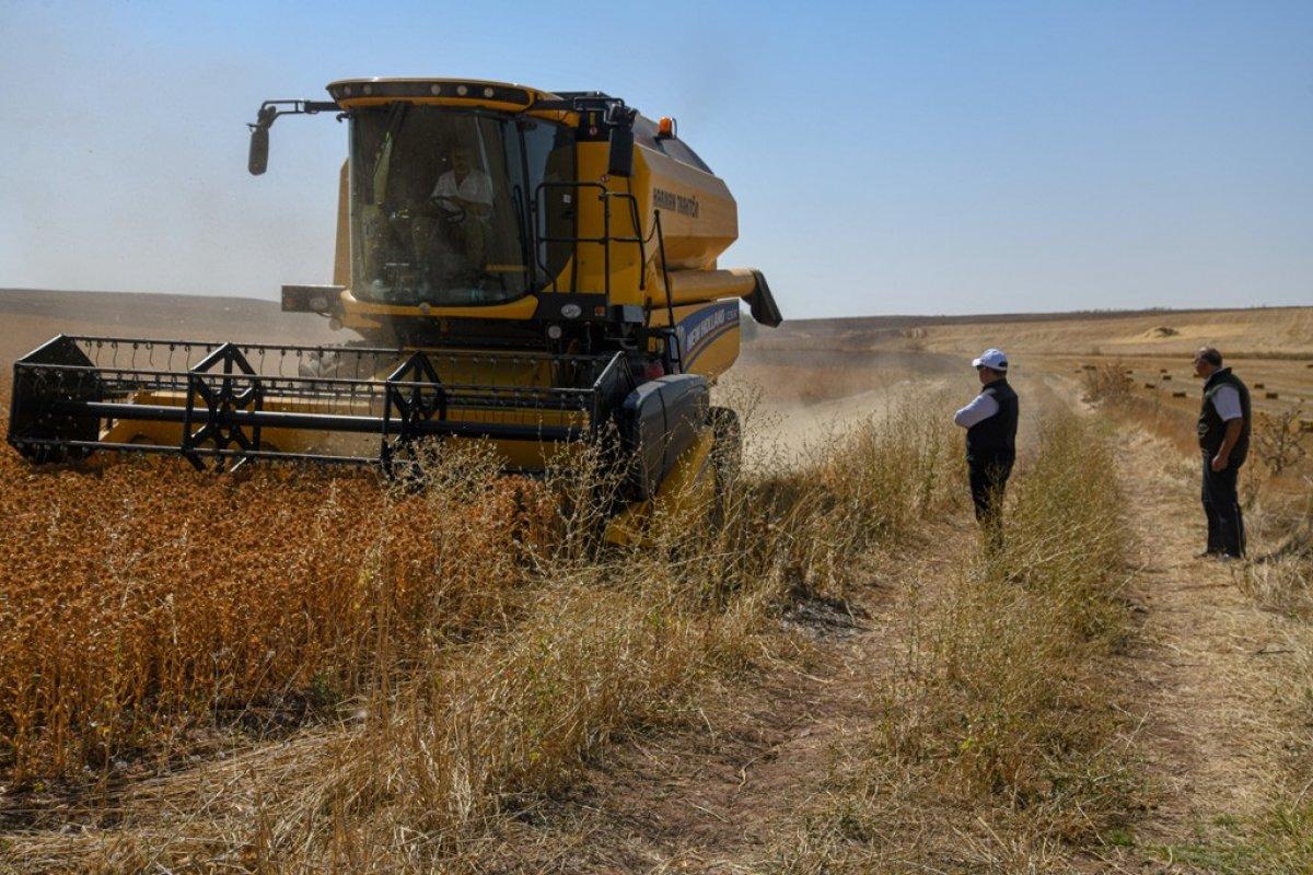 Kayseri Aspir hasadı başladı