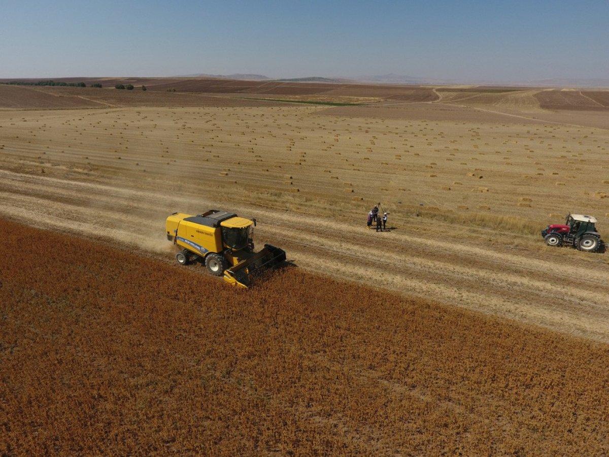 Kayseri Aspir hasadı başladı
