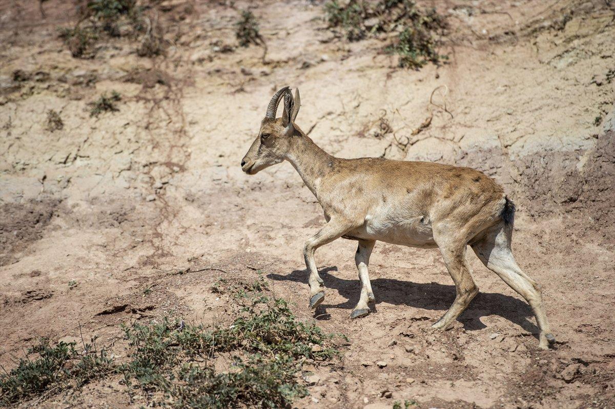 Tunceli'de dağlarda yiyecek bulamayan keçiler, tarlalara indi
