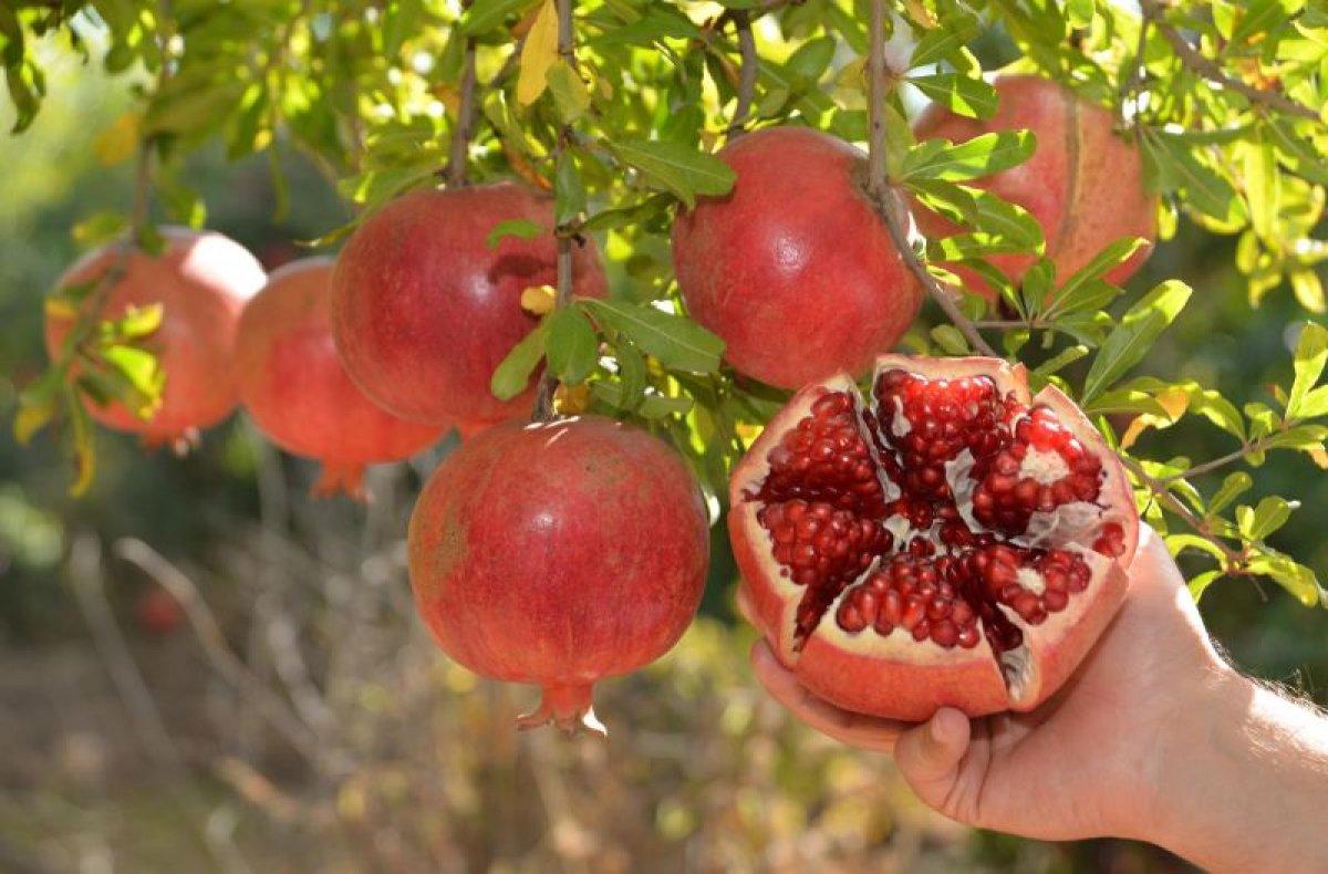 Damarları temizleyen en etkili 11 besin