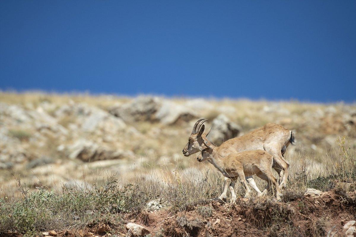 Tunceli'de dağlarda yiyecek bulamayan keçiler, tarlalara indi