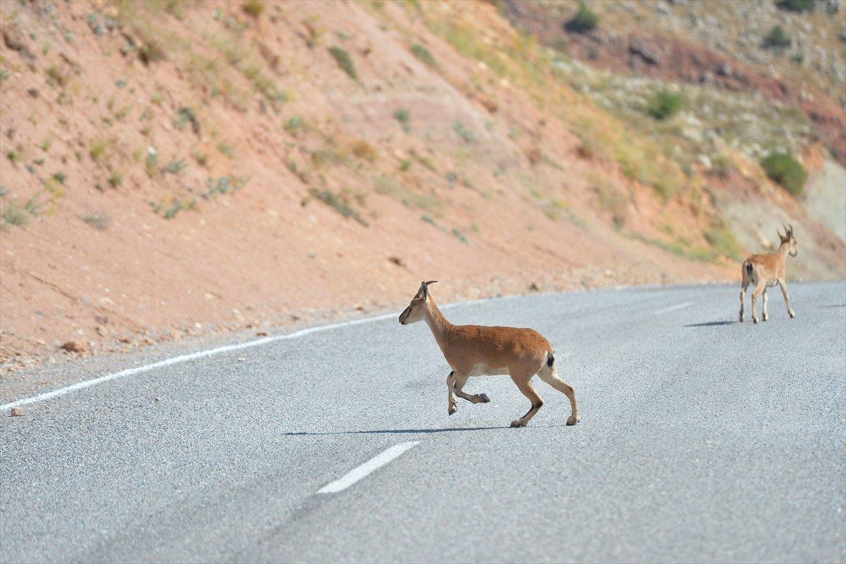 Tunceli'de dağlarda yiyecek bulamayan keçiler, tarlalara indi