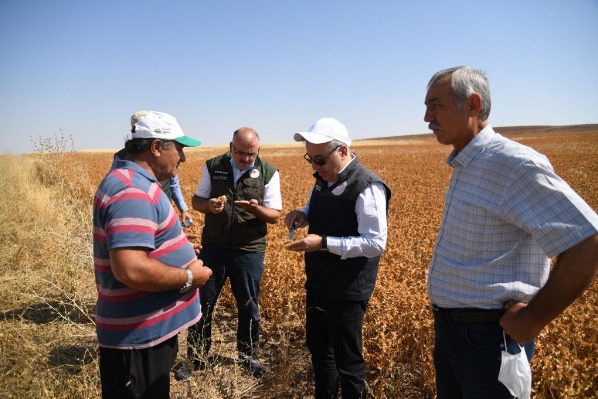 Kayseri Aspir hasadı başladı