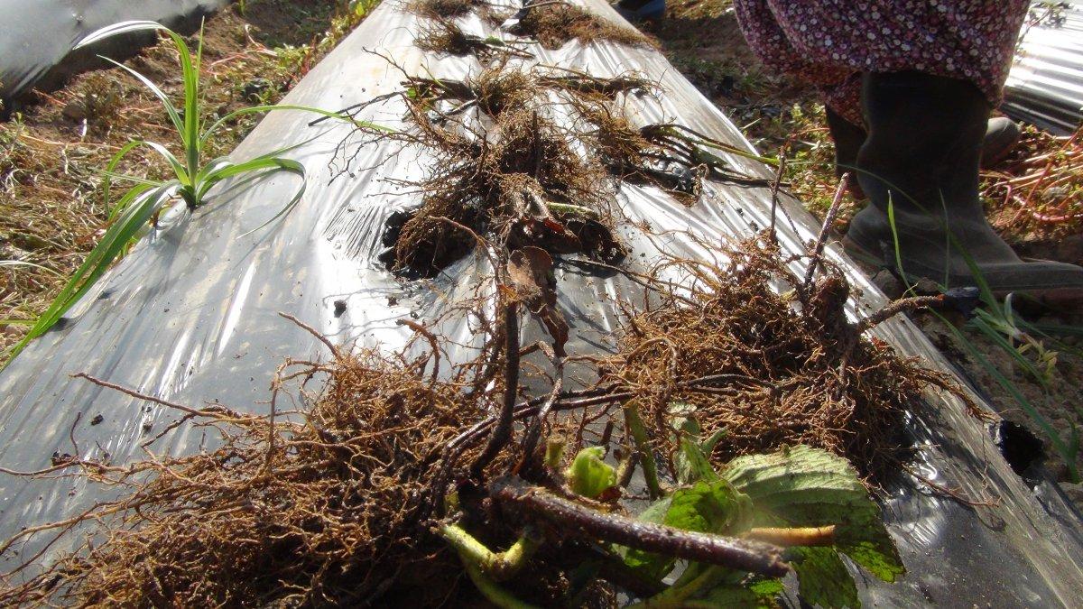 Silifke'de çilek üretimi