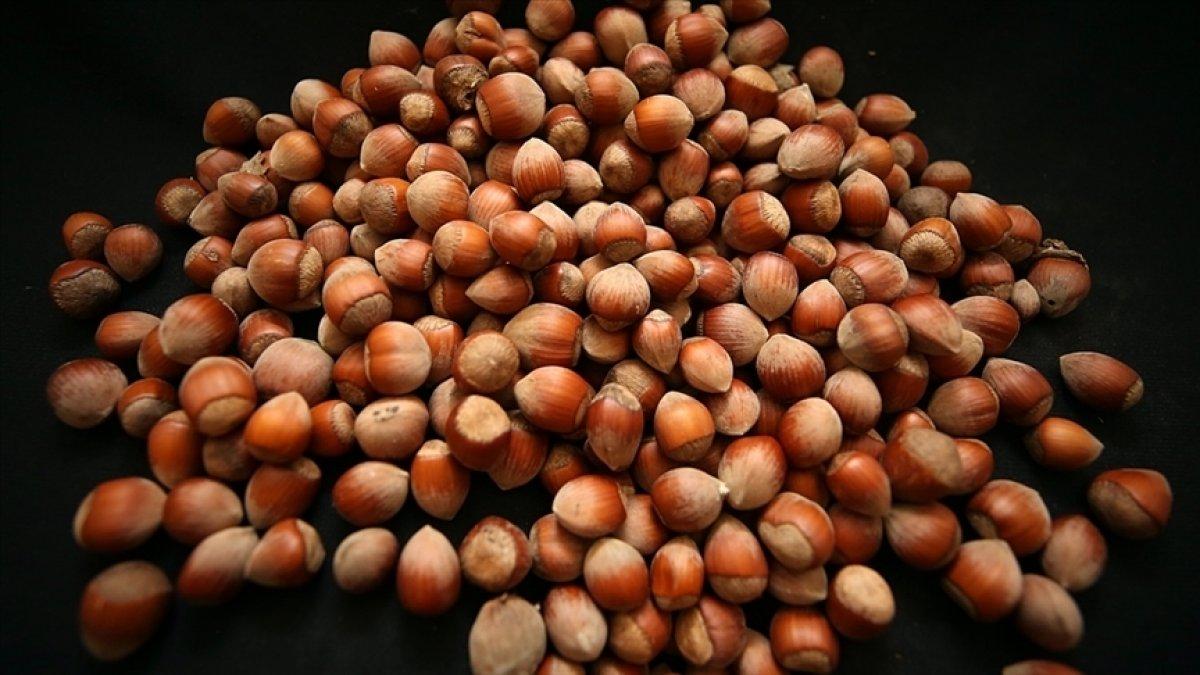 TMO yarın fındık alımına başlayacak