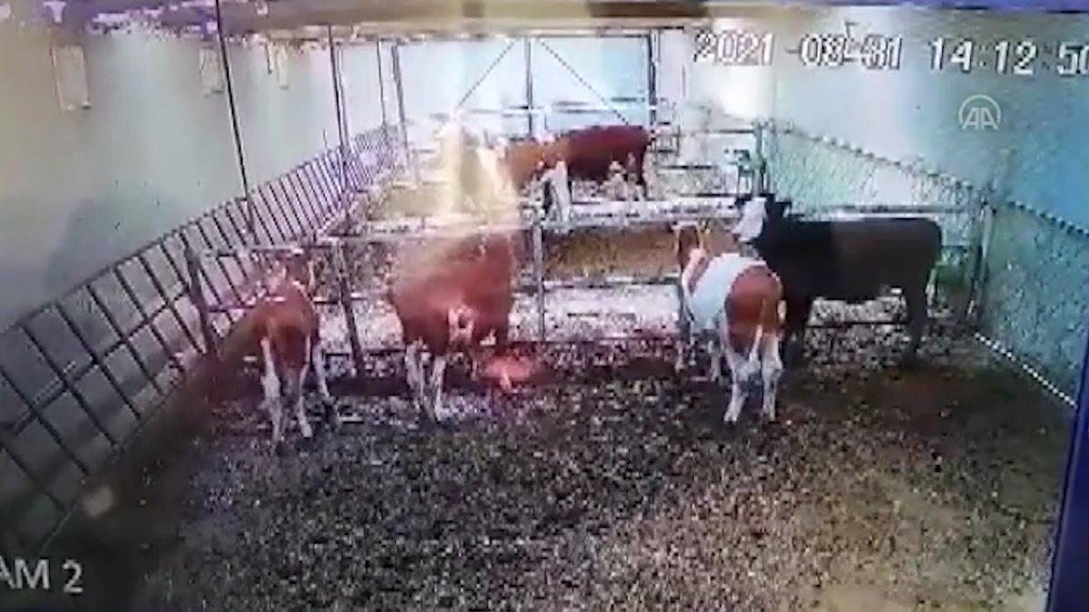 Kütahya’daki deprem, Afyonkarahisar’da ahır duvarını yıktı