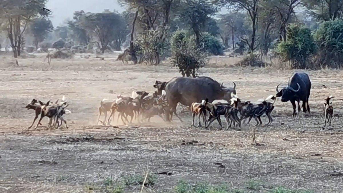 Afrika'da yabani köpek sürüsü, yetişkin bufaloyu avladı