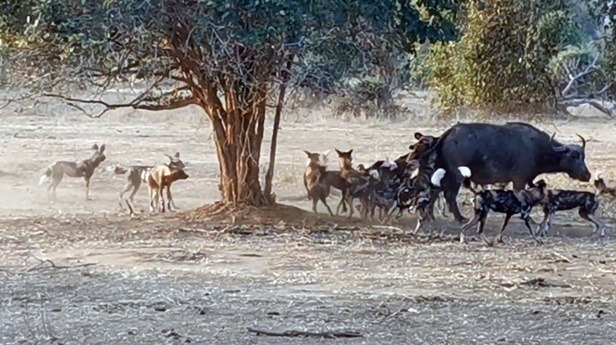 Afrika'da yabani köpek sürüsü, yetişkin bufaloyu avladı
