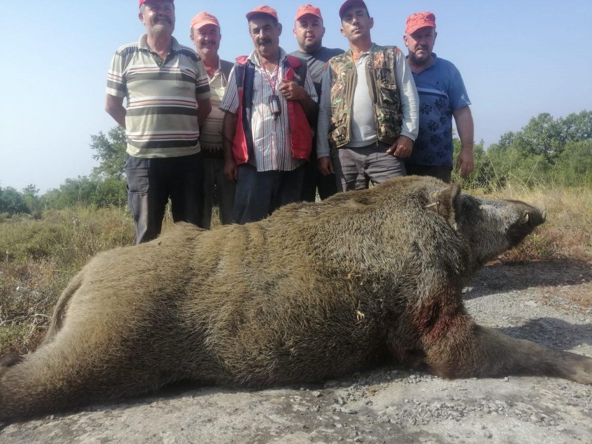 Bursa’da, tarlada 400 kiloluk domuzu vurdular