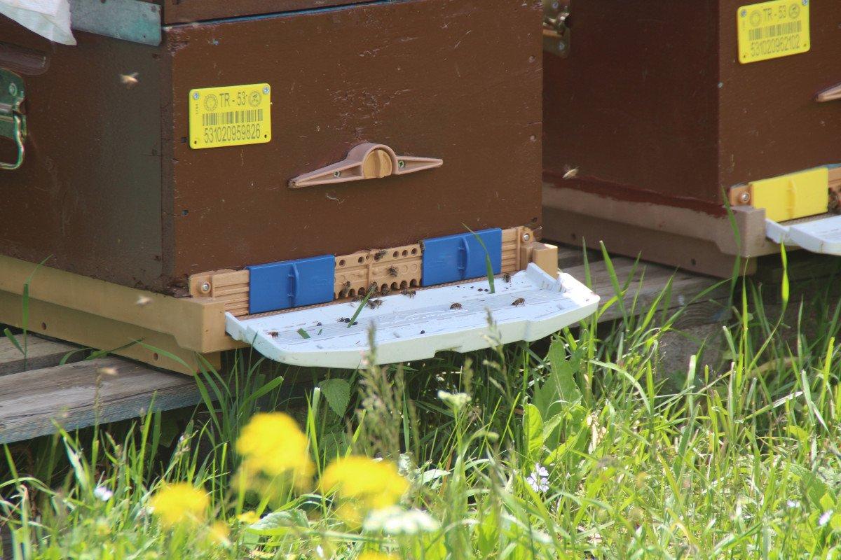 Anzer balının kilosu 1200 TL oldu, 1 ton sipariş var