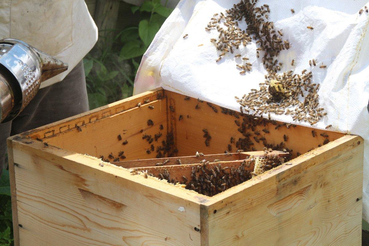 Anzer balının kilosu 1200 TL oldu, 1 ton sipariş var