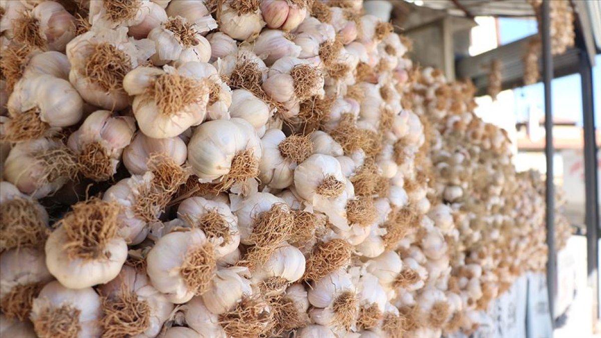 Sarımsağın bilinmesi gereken 10 faydası