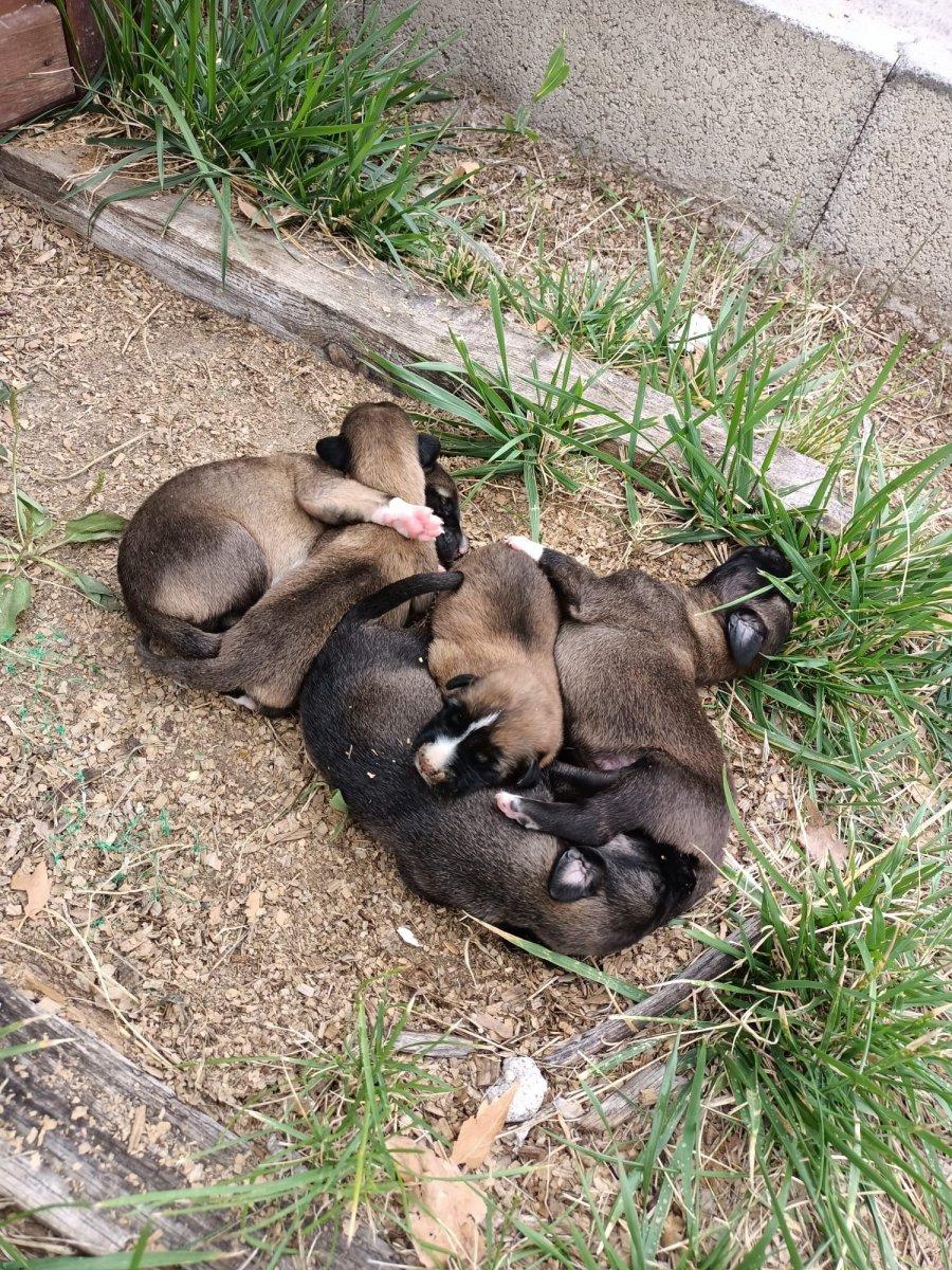 Karabük'te itfaiyeciler yavru köpekleri kurtarmak için uğraştı
