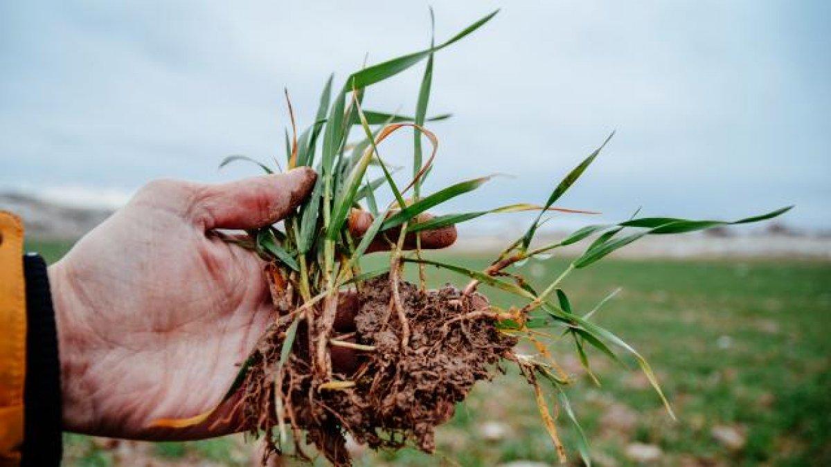 Çiftçilere 'kuraklık' desteği