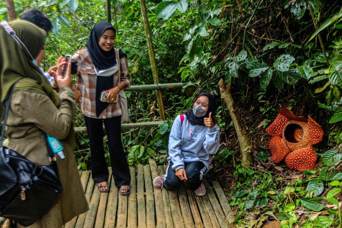 Adı gibi kokuyor! Ceset çiçeğine ziyaretçi akını