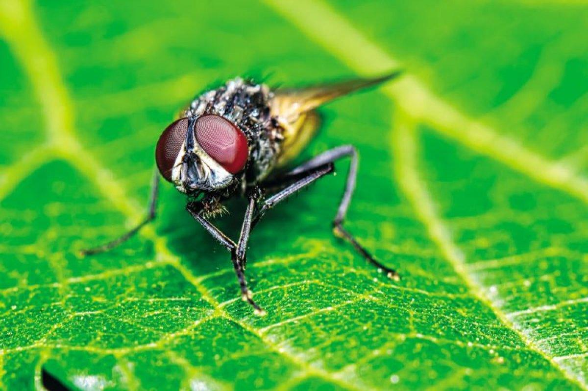 Sinekler neden sürekli ellerini ovuşturur