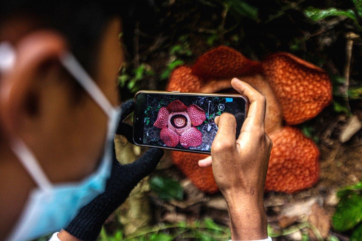 Adı gibi kokuyor! Ceset çiçeğine ziyaretçi akını