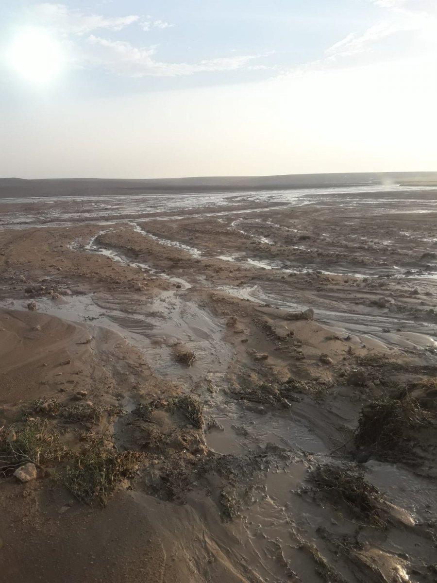 Ankara'da selde çok sayıda küçükbaş hayvan telef oldu