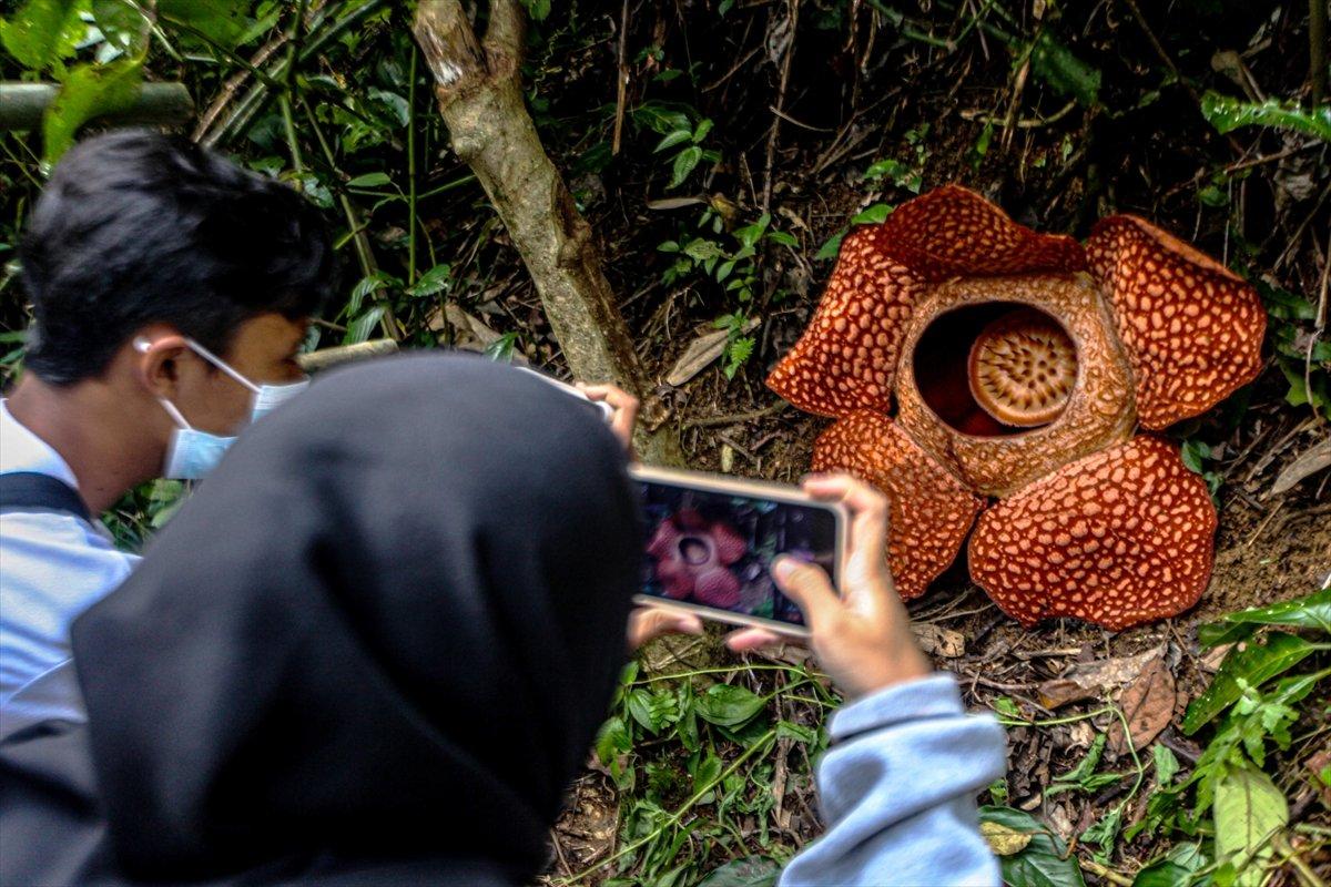 Adı gibi kokuyor! Ceset çiçeğine ziyaretçi akını