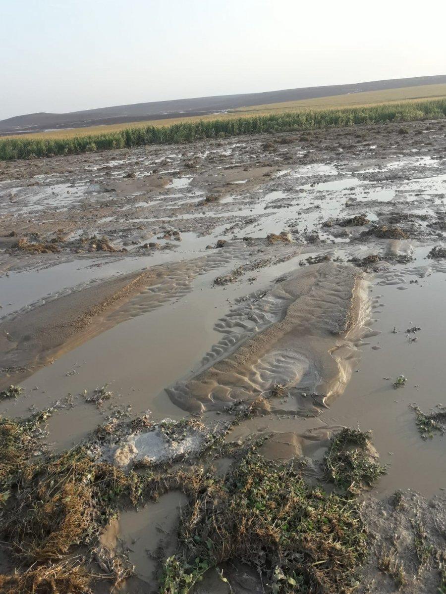 Ankara'da selde çok sayıda küçükbaş hayvan telef oldu