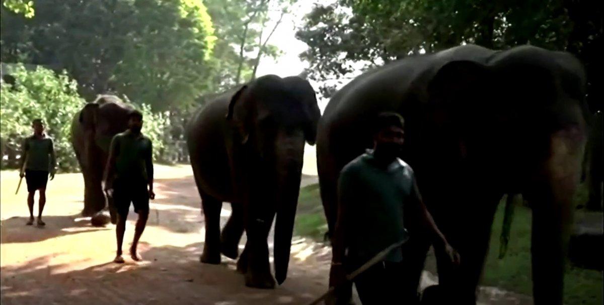 Sri Lanka'da 80 yıl sonra ikiz fil doğdu