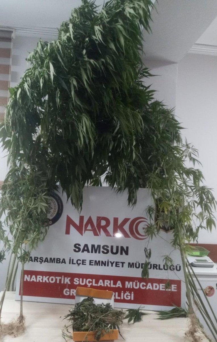 Samsun’da kenevir bitkisi ve kubar esrar ele geçirildi