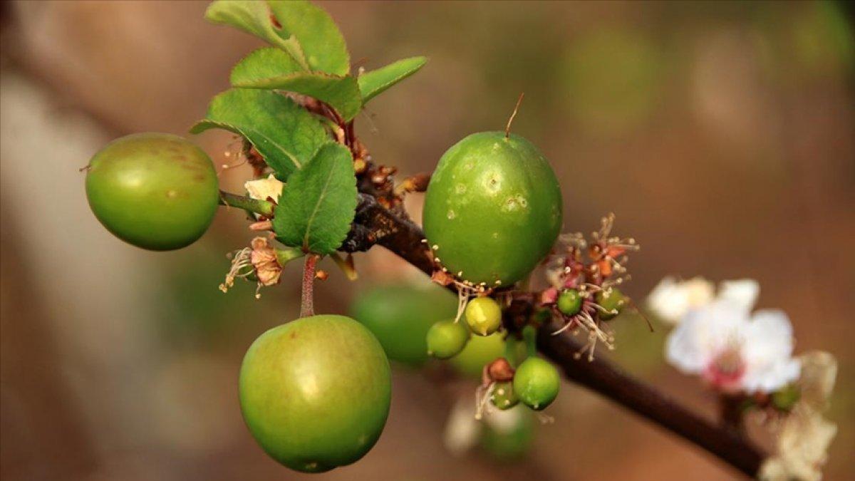 Erik fiyatları düştü