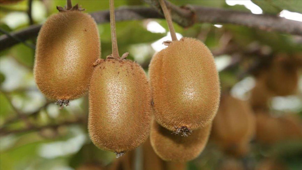 Parlak bir cilt için 10 besin