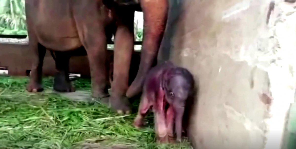 Sri Lanka'da 80 yıl sonra ikiz fil doğdu