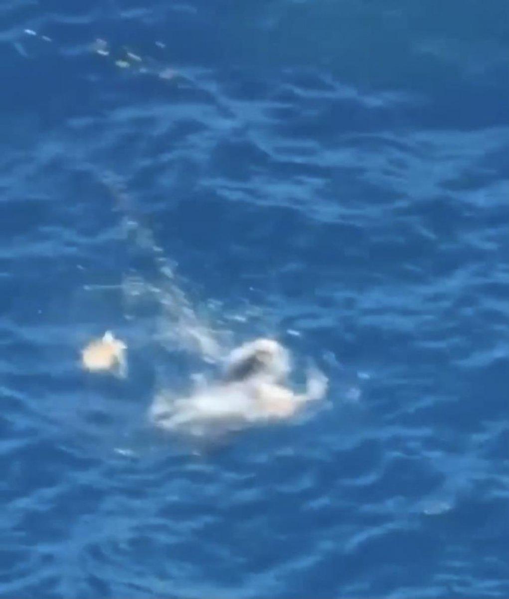 Antalya'da fok balığının ahtapot avı kameraya kaydedildi