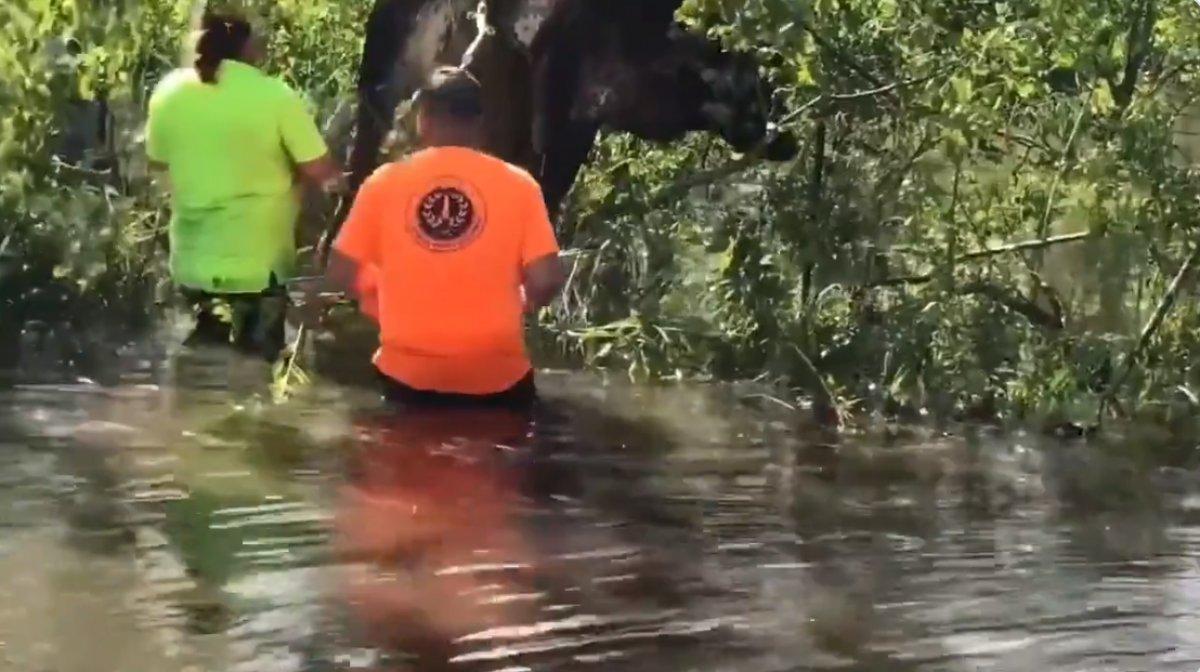 ABD'de kasırga sonrası bir inek, ağaca asılı kaldı