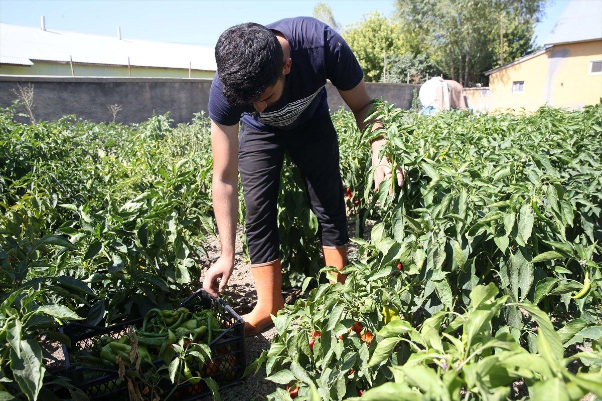 Muş'ta tarlada çalışan genç, Tıp fakültesini kazandı