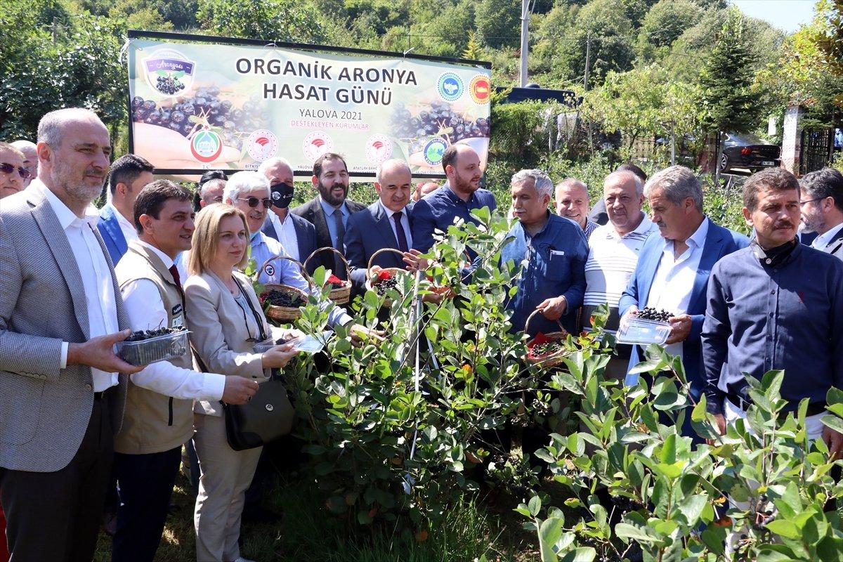 Yalova'da aronya hasadı başladı
