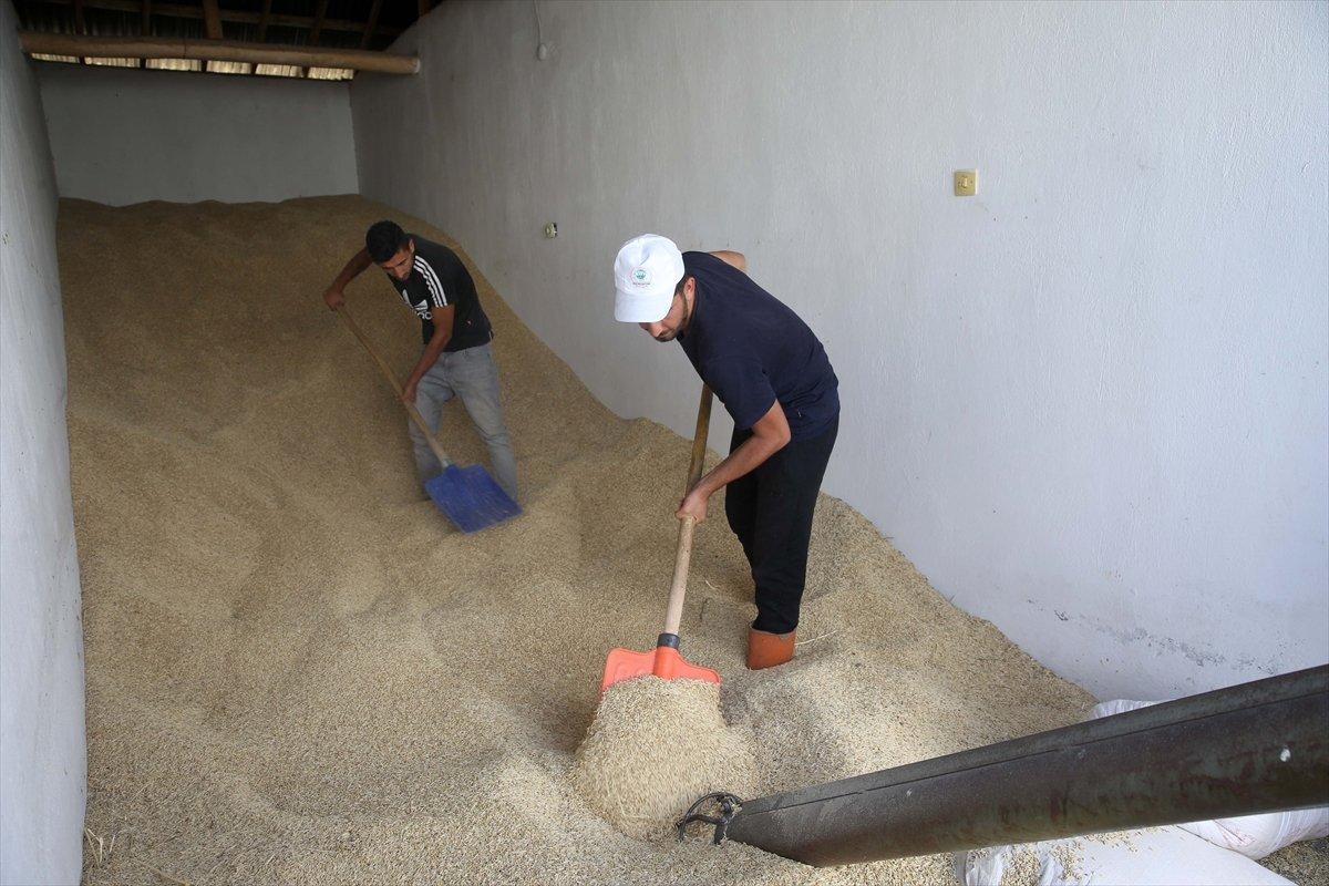 Muş'ta tarlada çalışan genç, Tıp fakültesini kazandı