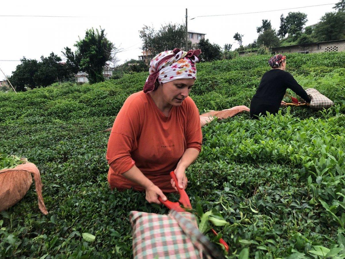 ÇAYKUR üreticiden çay alımı başladı