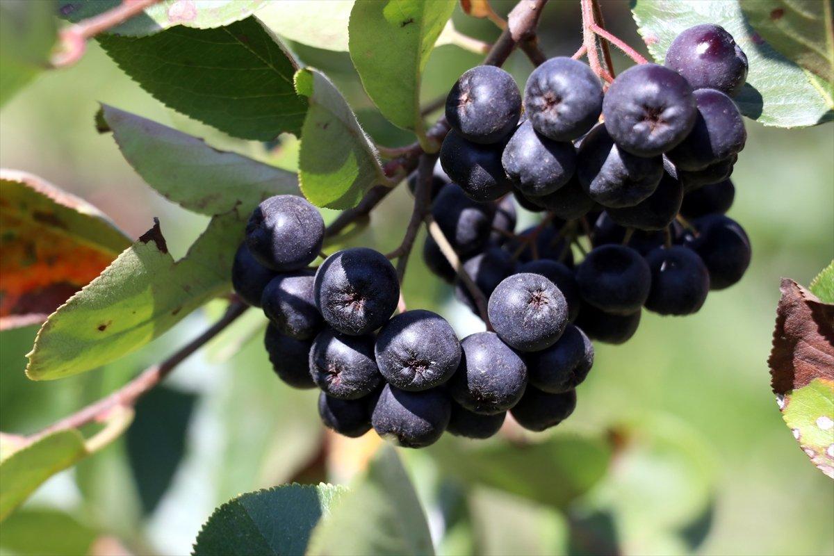 Yalova'da aronya hasadı başladı