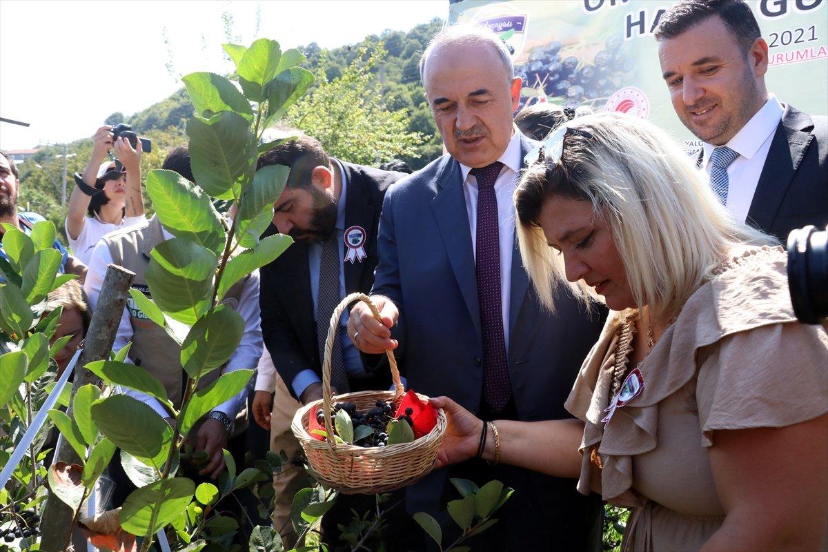 Yalova'da aronya hasadı başladı