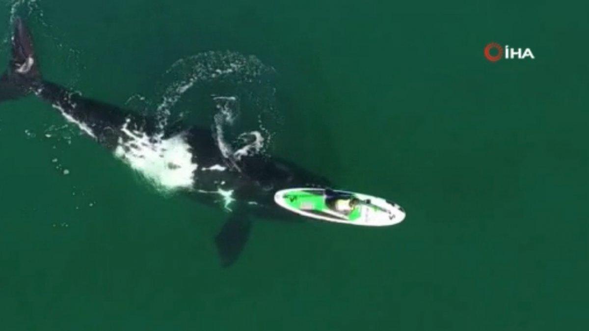 Arjantin’de kanoyla dans eden balina