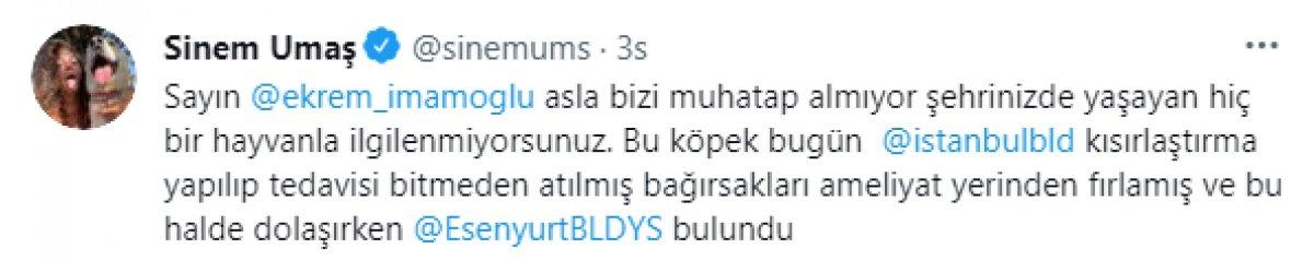 Esenyurt'ta İBB'nin kısırlaştırdığı köpeğin bağırsakları dışarı çıktı