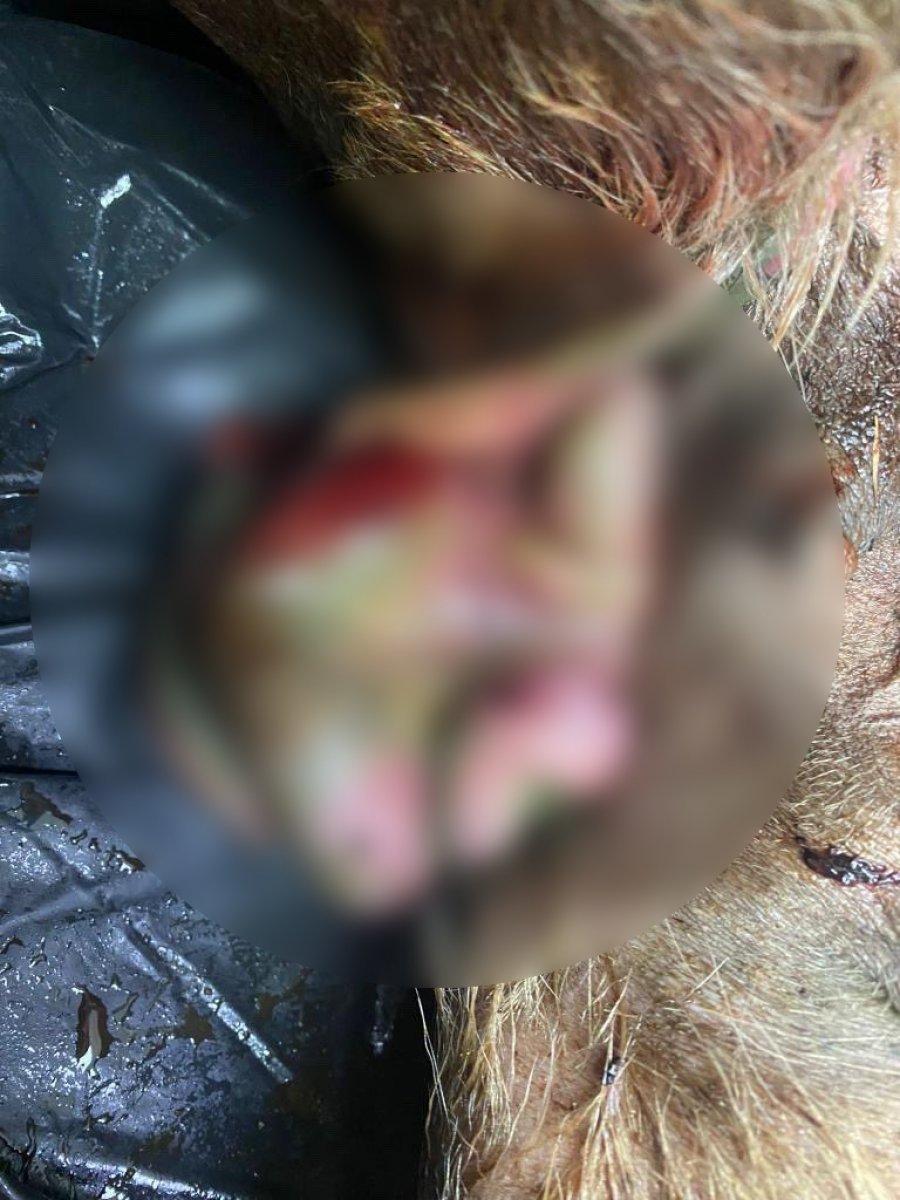 Esenyurt'ta İBB'nin kısırlaştırdığı köpeğin bağırsakları dışarı çıktı