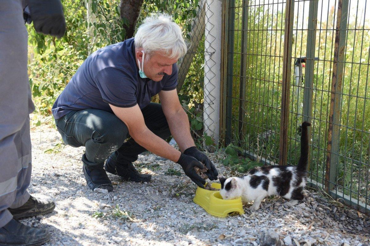 Çorum'da karantinaya alınan şahıs kedileri için yardım istedi