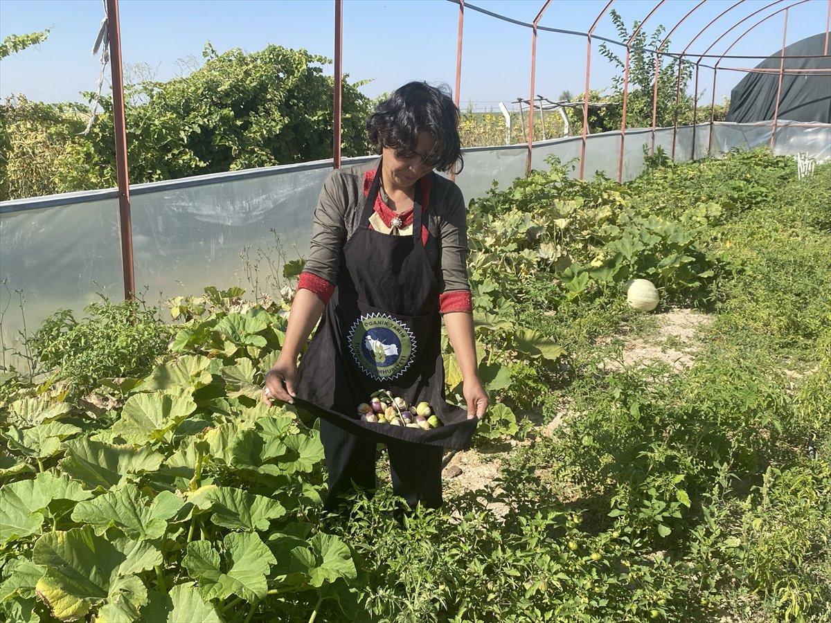 Aksaray'da mor çilek yetiştiren vatandaş taleplere yetişmekte zorlanıyor