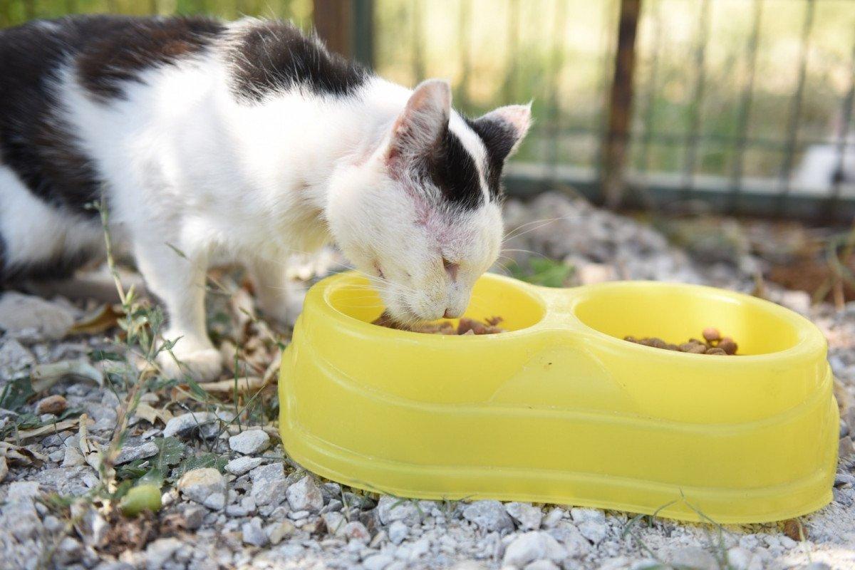 Çorum'da karantinaya alınan şahıs kedileri için yardım istedi
